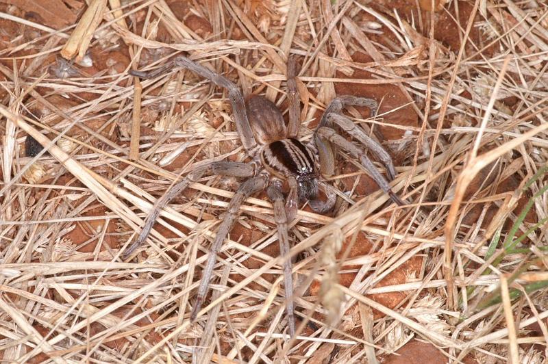 Miturga_ZZ345_D3439_Z_87_E. of Nuendah homestead_Australie.jpg